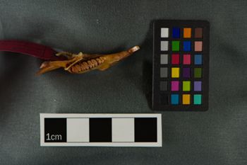 Media type: image;   Vertebrate Paleontology VPM-2108 Description: Photograph of a mandible in occlusal view of MCZ VPM-2108, Geocapromys ingrahami.;  Aspect: occlusal